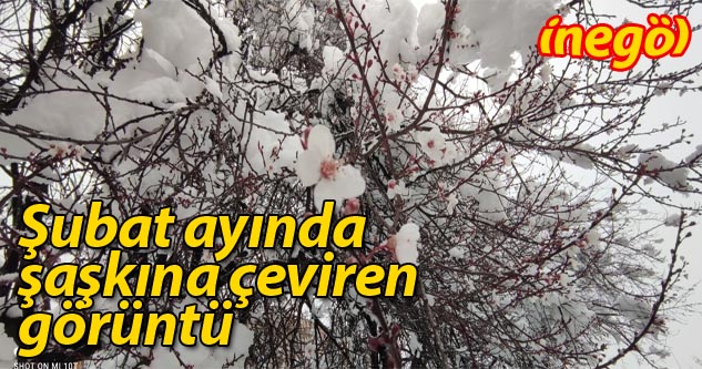 Bursa’da erken çiçek açan meyve ağaçları kar altında kaldı