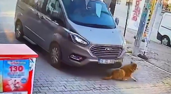 Bursa’da sürücü köpeğe çarpıp kaçtı!