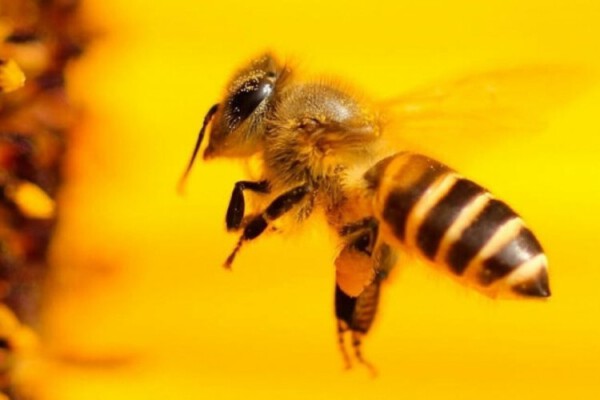 Bal arıları koronavirüsü tespit edebilir mi?