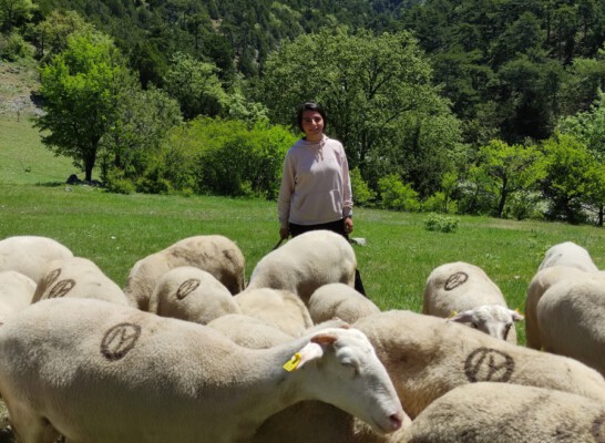 Koyunlarını otlatarak Avrupa Şampiyonası’na hazırlanıyor