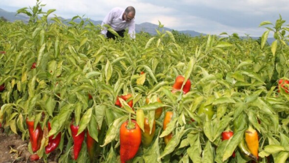 Bursa’nın ‘tarım’ raporu! İşte 18 yıllık bilanço…