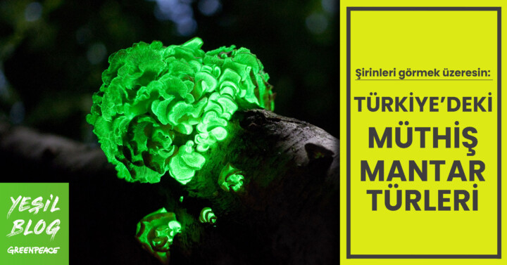 Yeşil Blog: Türkiye’deki müthiş mantar türleri 🍄