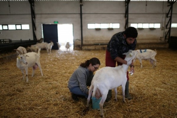 Bursa’da öğrenciler keçi sütünden sabun üretiyor