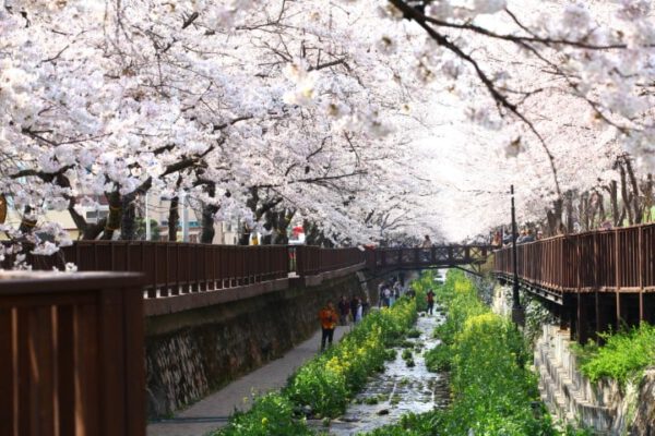 Güney Kore’de Çiçek Festivalleri Zamanı