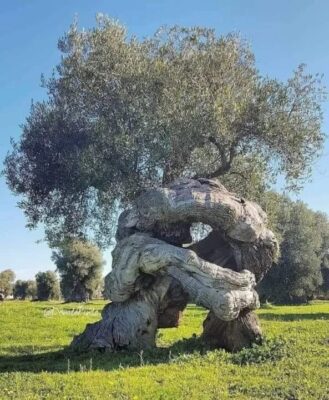 ZEYTİN AĞACINA NEDEN BARIŞIN SİMGESİ DENİYOR BU RESİM KANITI OLMUŞ.