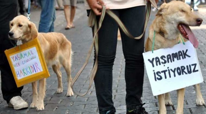 DOHADERN; “Artık hayvan haklarıyla ilgili ciddi yaptırımlar istiyoruz”