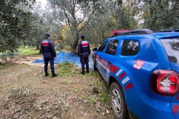 ÇİFTÇİNİN EMEĞİNİ ÇALMAYA GELENLERE JANDARMA GÖZ AÇTIRTMADI!