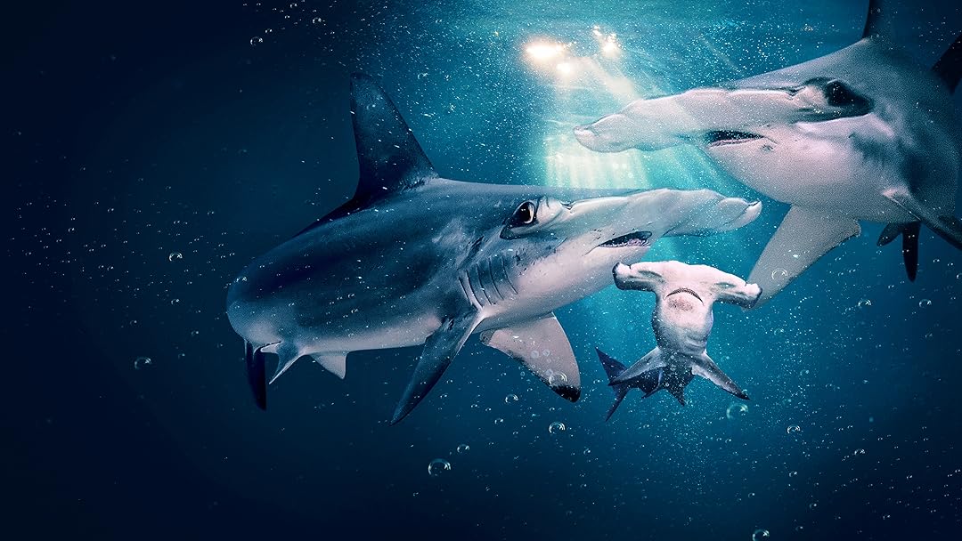 Mercek Altında: Anne Çekiç Başlılar (MotherSharker: Hammer Time)
