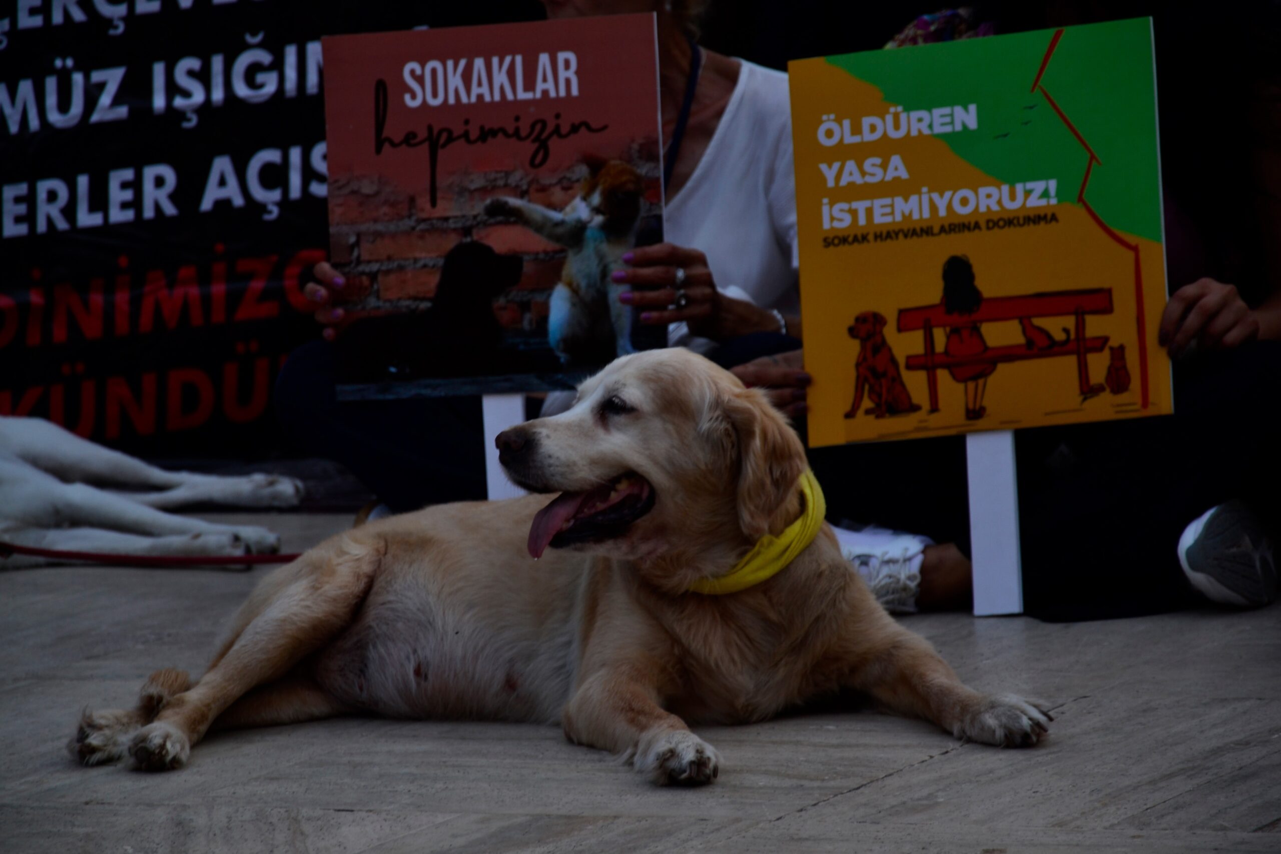 Merhamet Suç Değildir: Sokak Hayvanlarıyla İlgili Yasaklara Tepki Büyüyor
