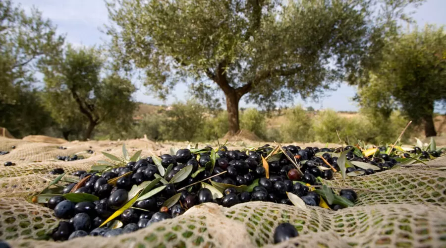 “Zeytin Üreticisi Ne Marmarabirliğe Ne de Tüccara Mahkûm Edilmemelidir!”
