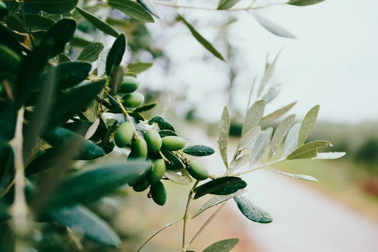 Dünya Zeytin Ağacı Günü”nde Acı Gerçek