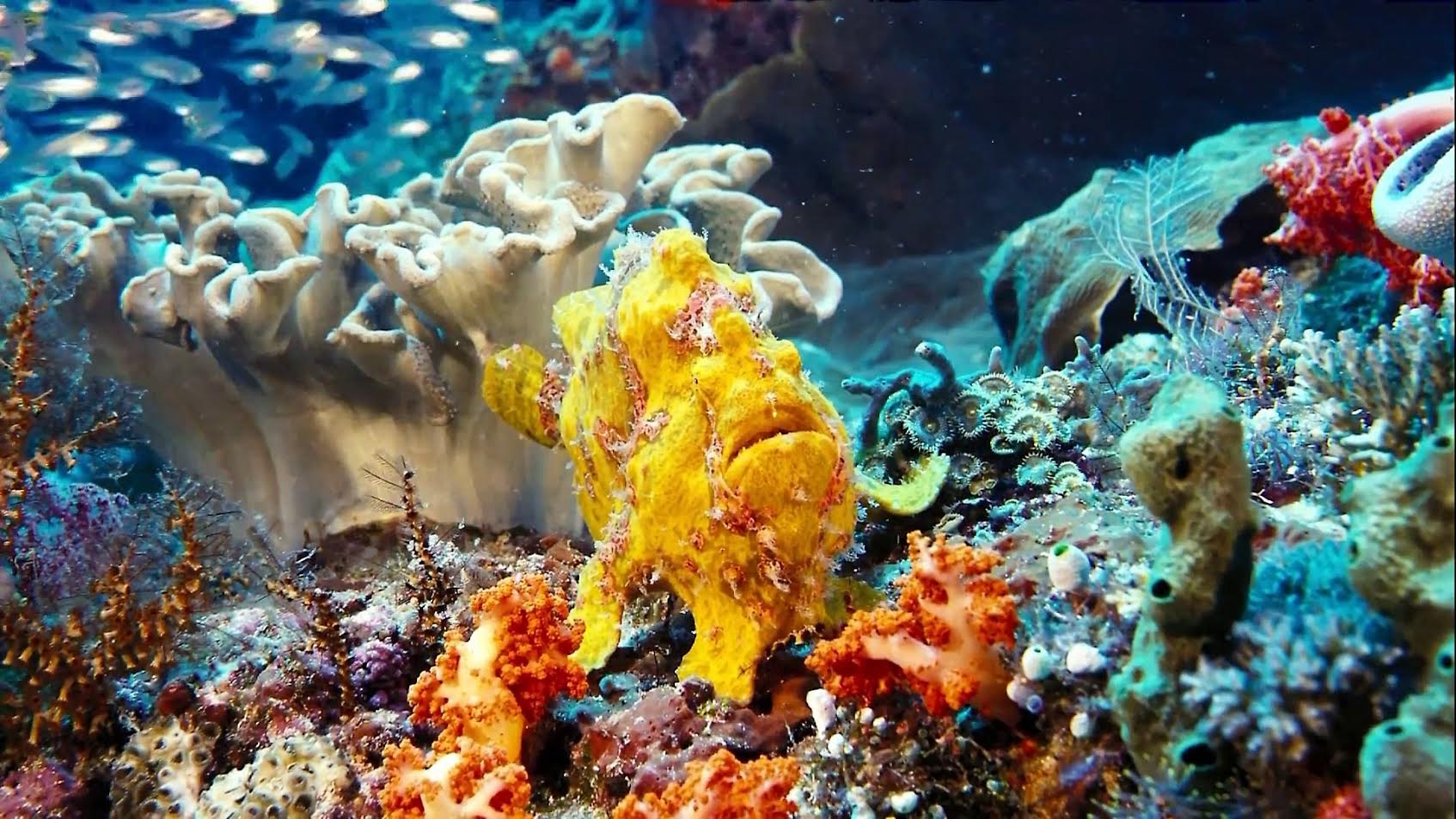 Denizler Altında (Under The Sea)