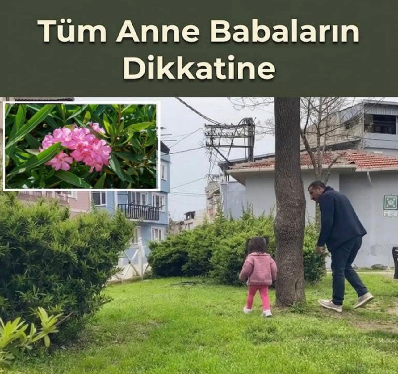 Bursa’da Parkta Tehlike: Zehirli Bitki Faciası Son Anda Önlendi