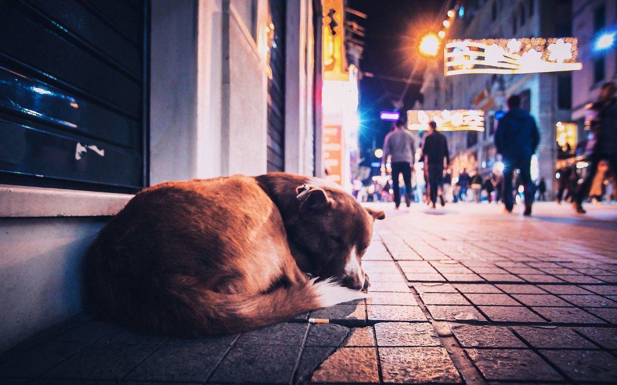 Kayseri’de Sokak Köpeğine Vahşet: Tepkiler Çığ Gibi Büyüyor