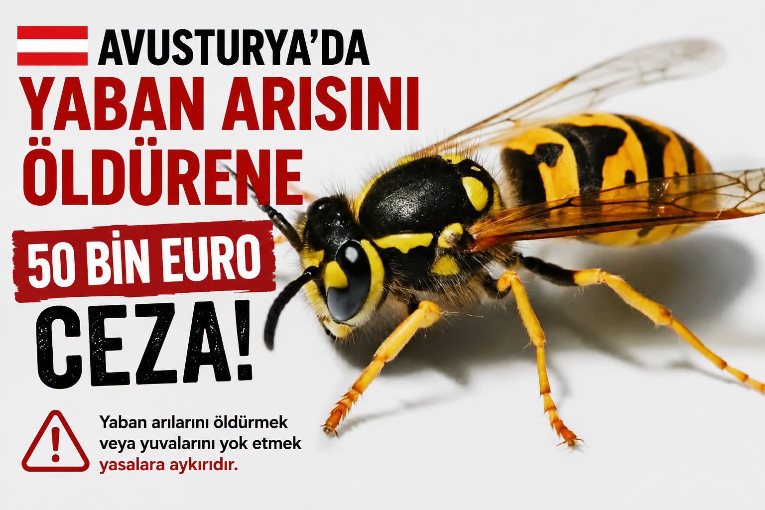 Avusturya’da Yaban Arısını Öldürene 50 Bin Euroya Kadar Ceza