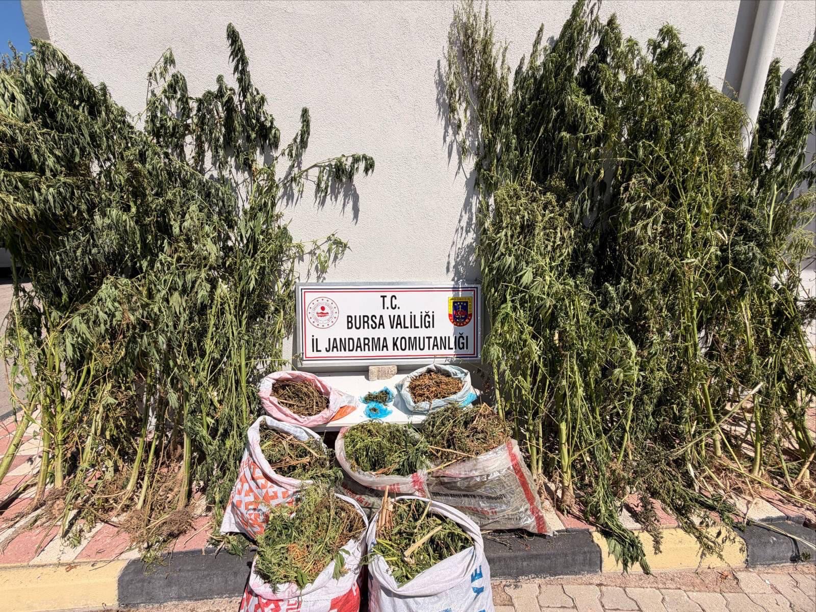 KARACABEY’DE UYUŞTURUCU OPERASYONU: 22 KİLO 675 GRAM KUBAR ESRAR VE 116 KÖK KENEVİR ELE GEÇİRİLDİ